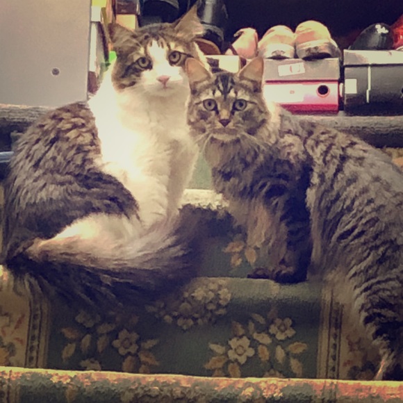 Meet your Posher, Sandy - Picture 1 of 1